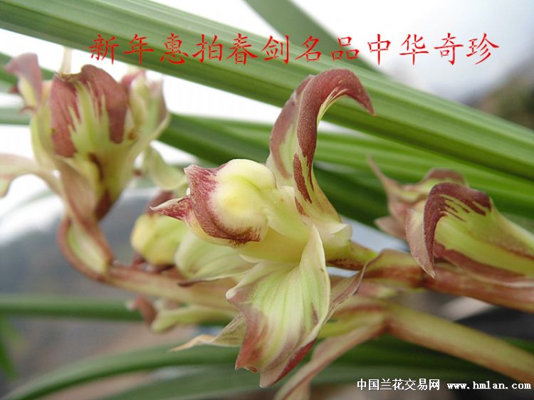 新年惠拍春剑名品中华奇珍
