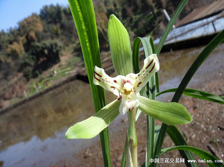 零起拍漂亮春兰三星蝶 中国兰花交易网