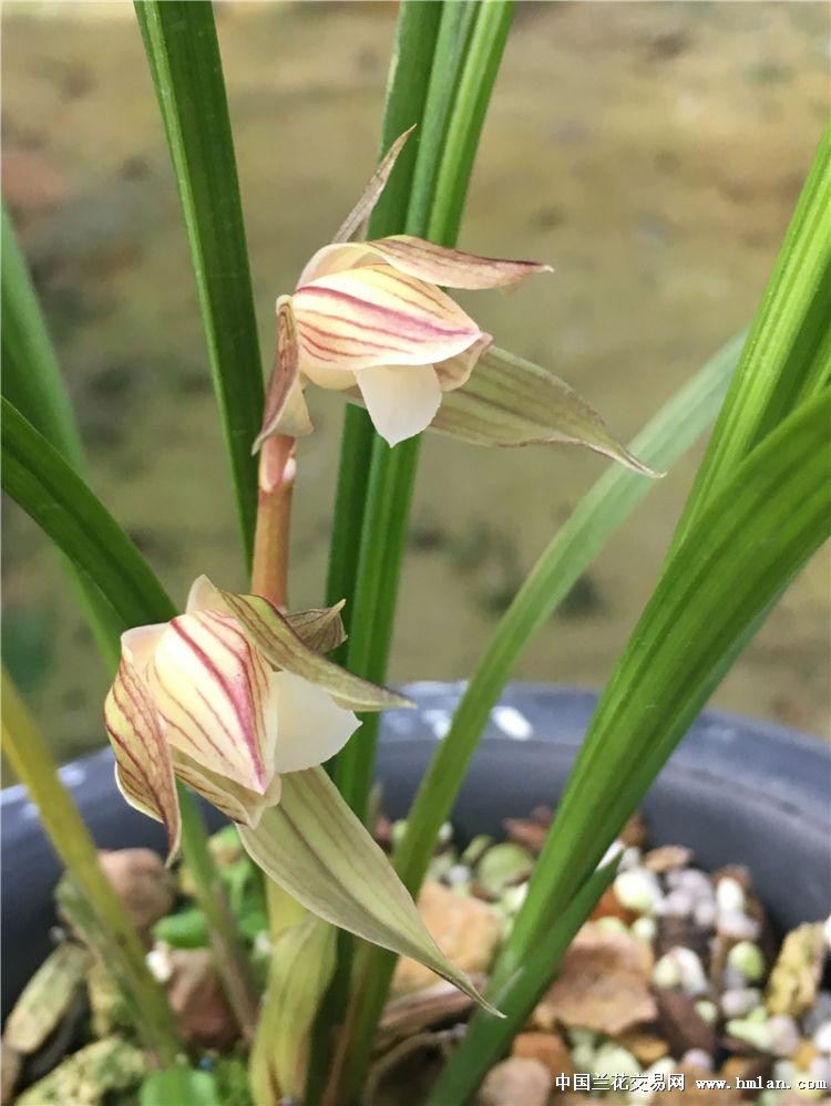 春剑彩花素心开花