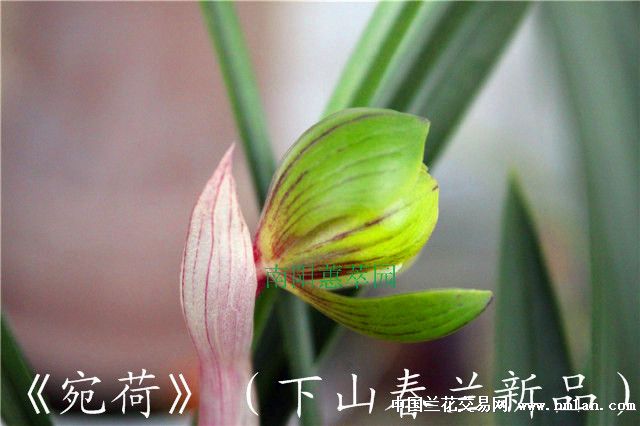 图为中国禁播电影 扒掉女犯丝袜高清图片