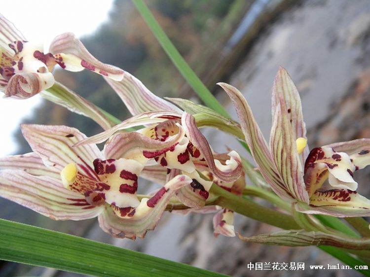 零起拍高档春剑色花付瓣蝶