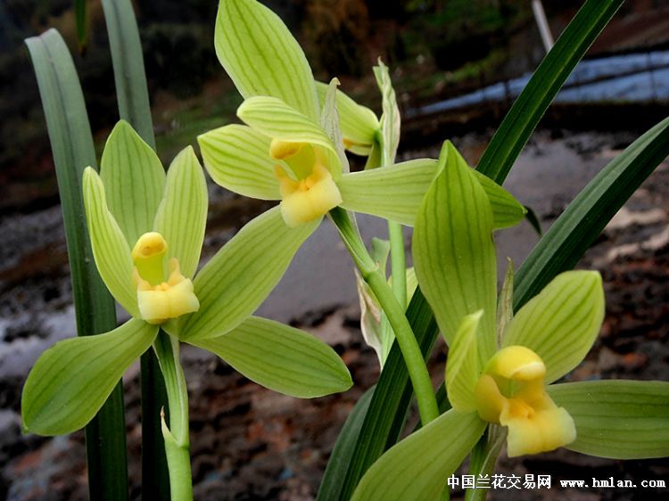 特价惠拍高档春剑芽黄素