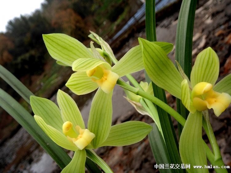 特价惠拍高档春剑芽黄素