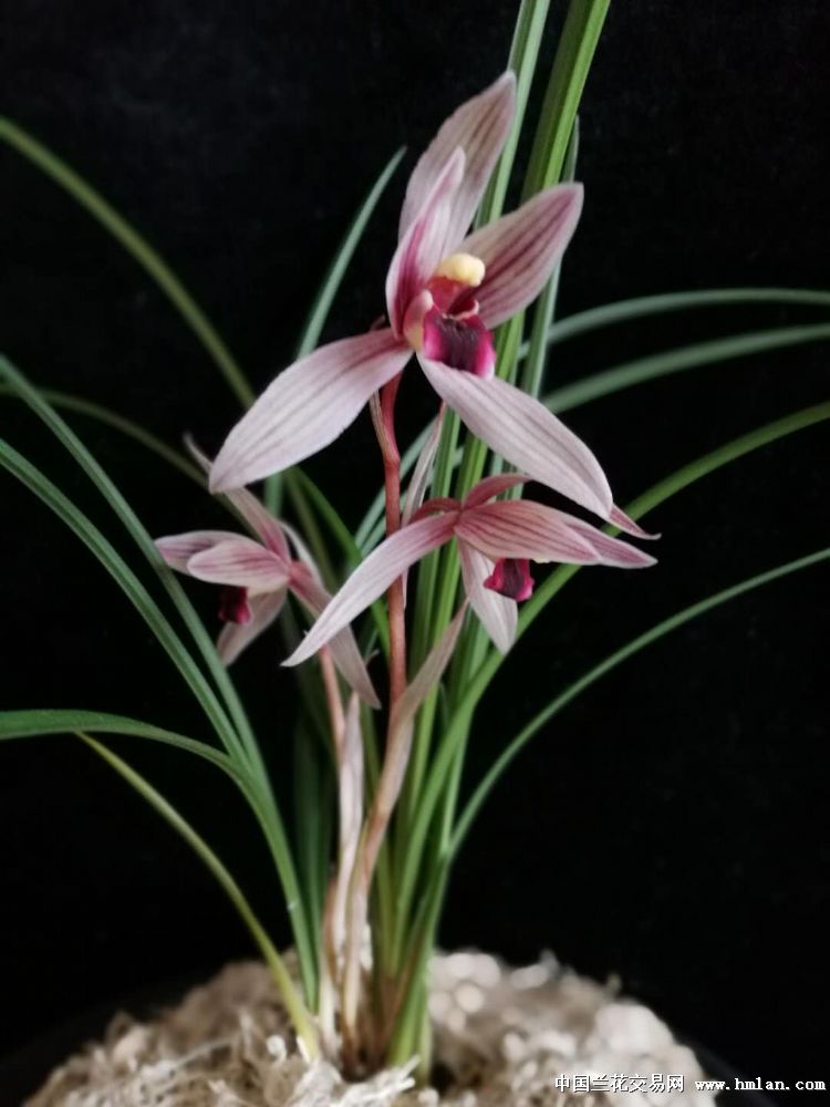 莲瓣红花红舌铭品【丽江红】 2壮苗1大芽(047) - 中国兰花交易网