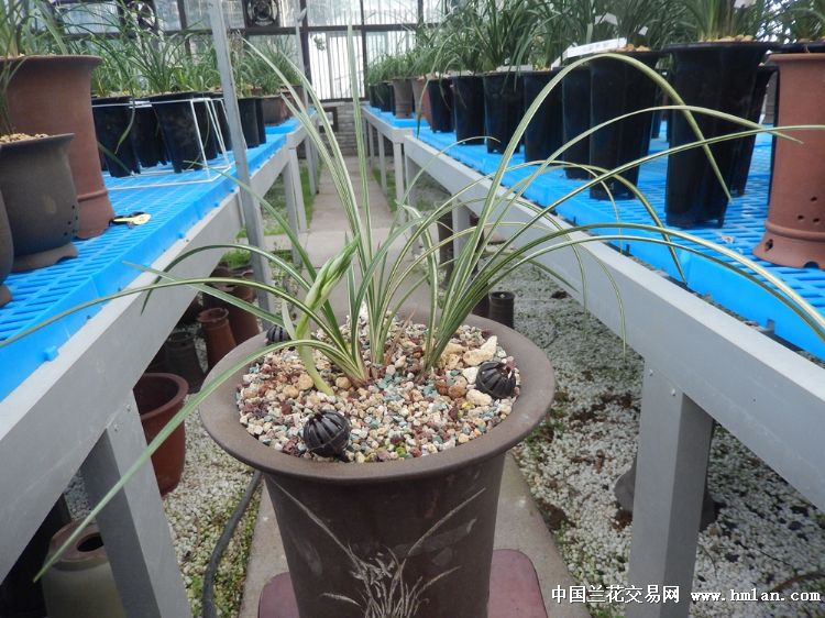 带花秀香锦,花已小排玲,壮苗 - 中国兰花交易网