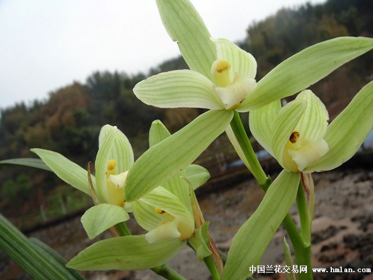 带花引种大花春剑素心