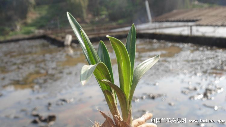 低拍鱼肚钝头龙根春兰