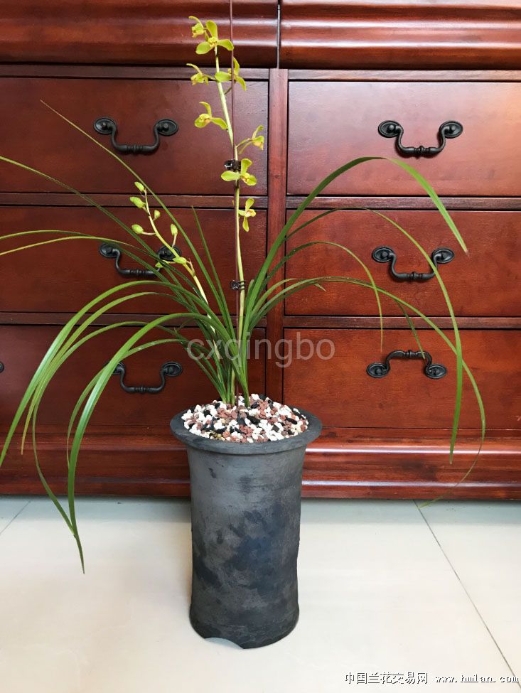 江南新极品,比老极品花朵疏朗,感觉跟紧圆,很不错.泥盆也很有味道