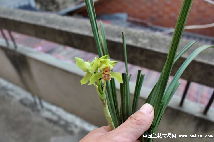 刚蕙兰青花荷瓣