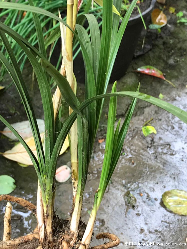 下山蕙兰新品绒毯红舌红花