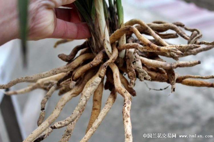 蕙兰瓣型花 - 中国兰花交易网