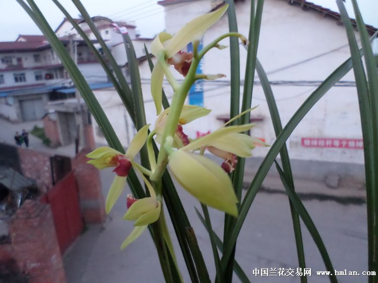 自然下山蕙兰荷型红舌(分3苗带花)