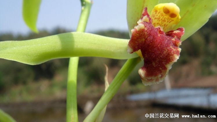 下山蕙兰绿杆绿花红舌头 - 中国兰花交易网