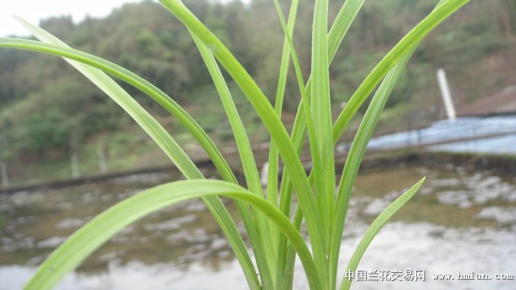 精选肉质叶送春好赌草 - 中国兰花交易网