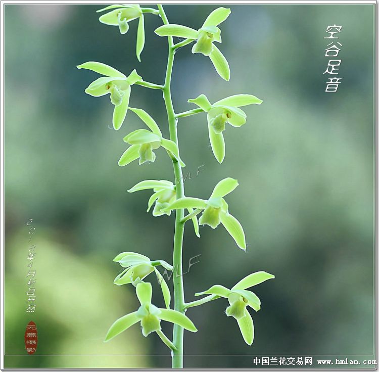 空谷足音--------2018年4月新昌开品-蕙兰篇-中国兰花