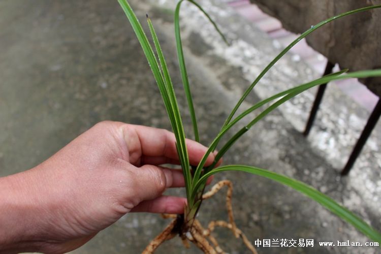 蕙兰水晶边草