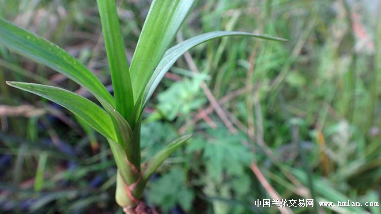 下山龙根送春皮草