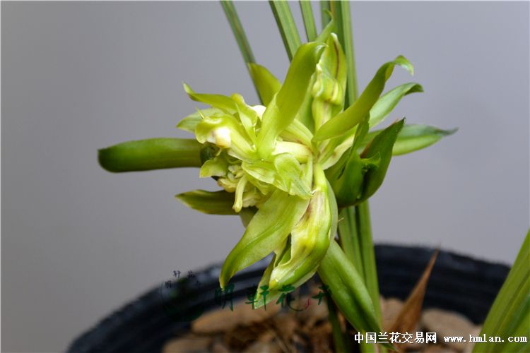余蝴蝶 6苗 线艺浓香 - 中国兰花交易网