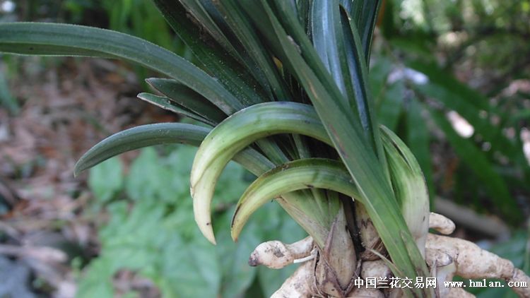奇芽头型春兰 中国兰花交易网