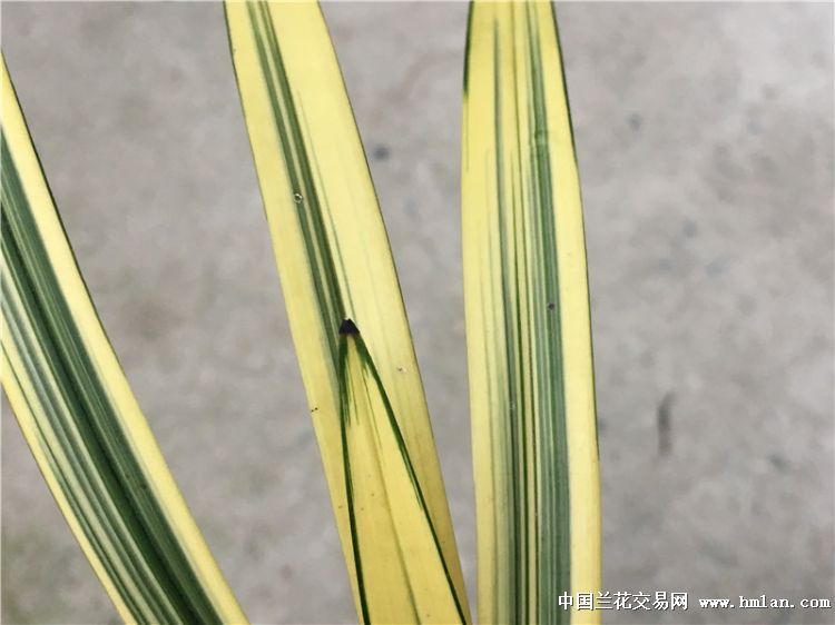 建兰线艺素心,卧龙素欣赏