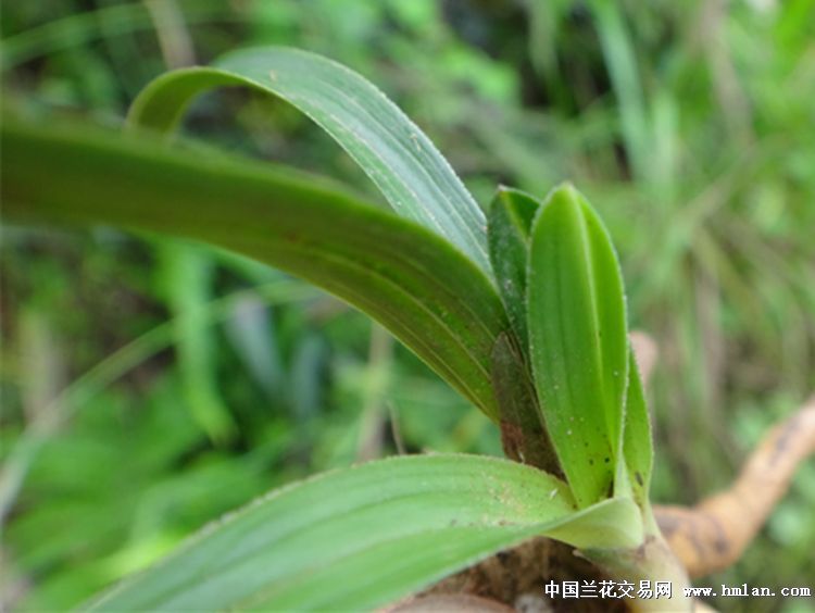 下山小草头型春兰好赌草 中国兰花交易网