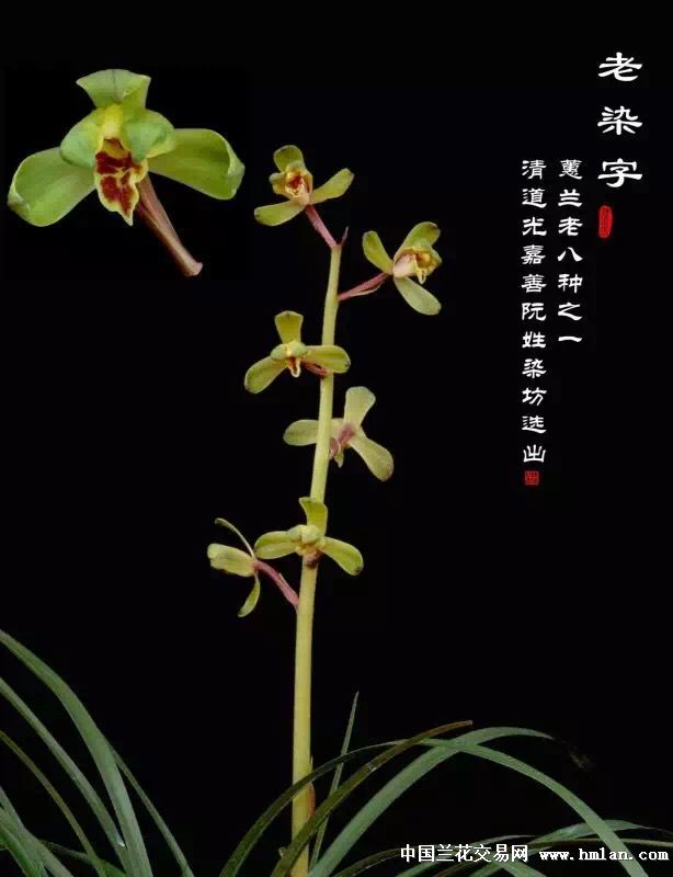 兰花唇瓣舌的赏别