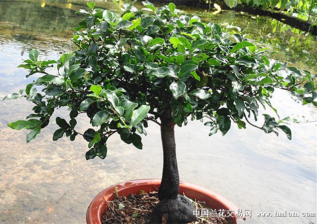 去年挂过果的矮子怪桩母树金弹子