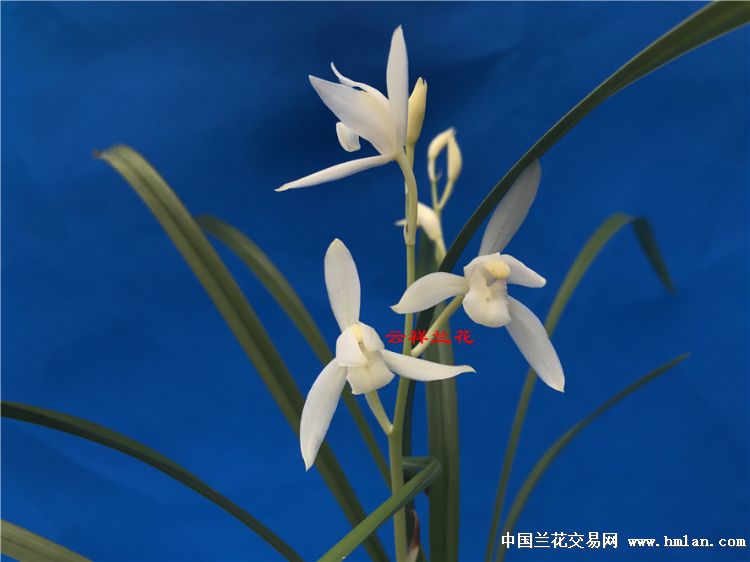 极品雪白花 《秋雪》 开花-建兰篇-中国兰花交易网社区