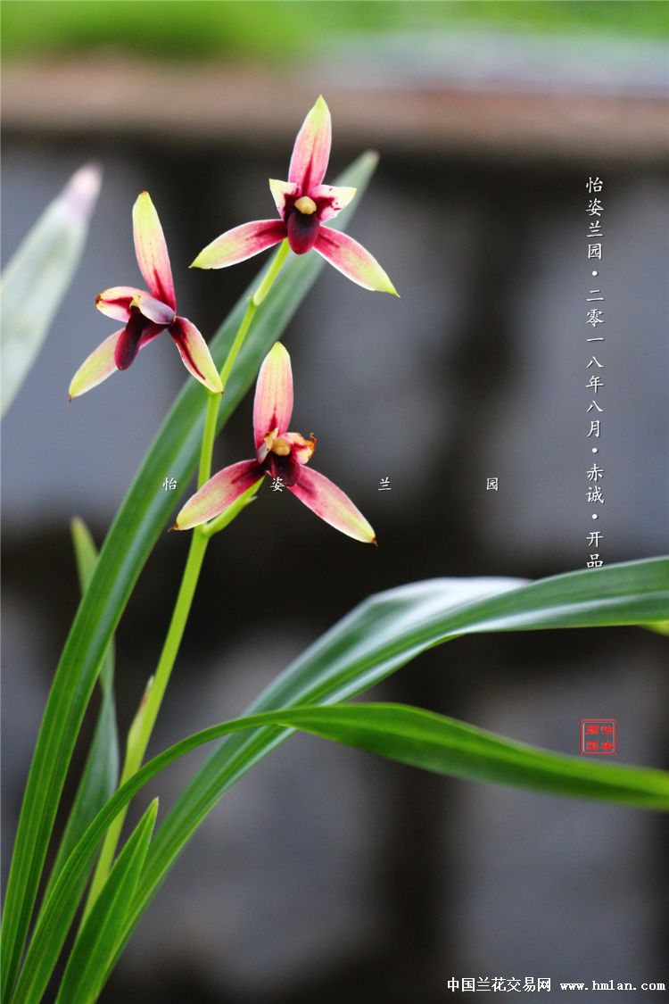建兰-赤诚-峨嵋晨光-2018年开品-建兰篇-中国兰花交易