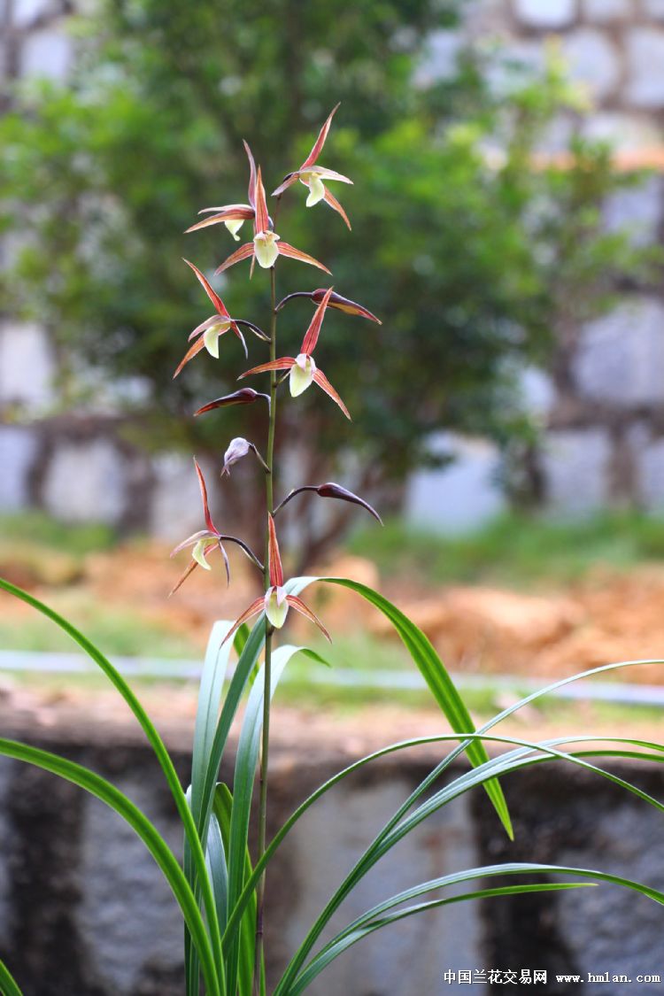下山寒兰·红花黄绒舌素·最后的美