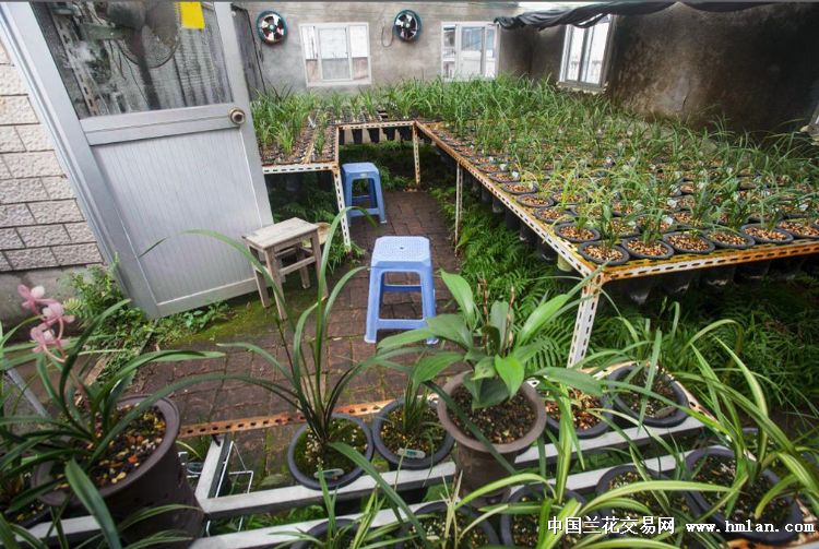 我的楼顶我的兰2018