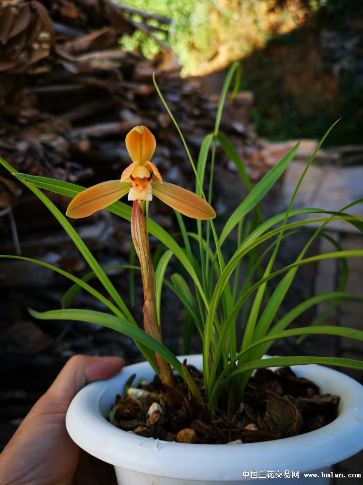 来几盆春兰黄花