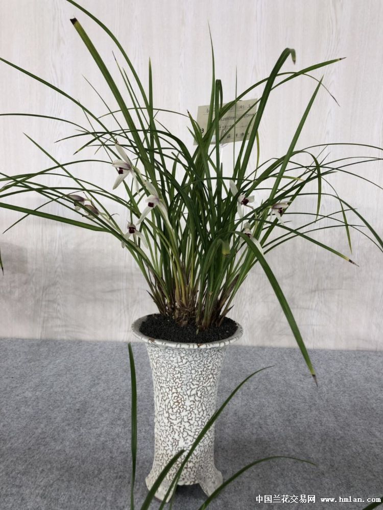 东京2019世界兰花与绿之盛典国际兰花花展