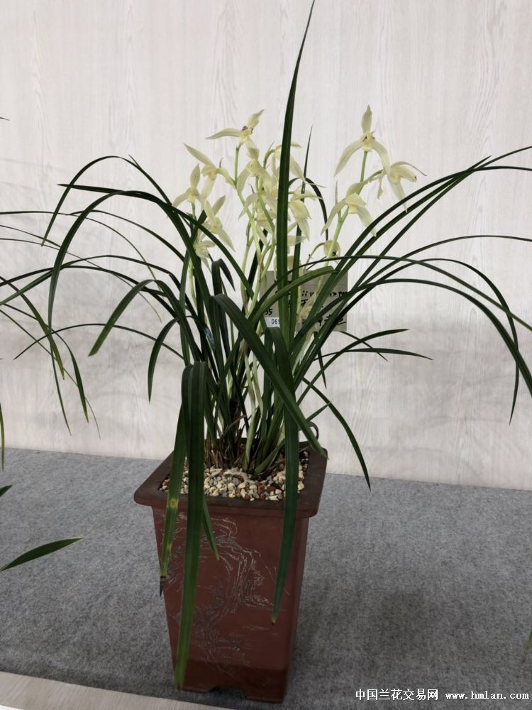 东京2019世界兰花与绿之盛典国际兰花花展