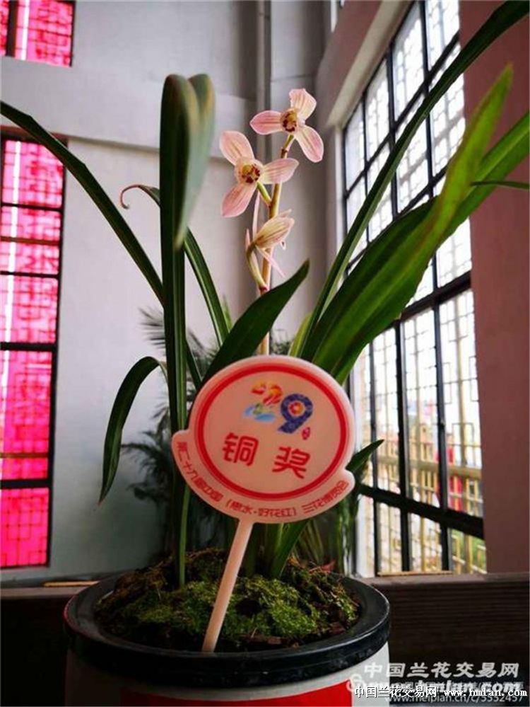 2019年继续抖抖草莲瓣王【药草】-莲瓣篇-中国兰花网