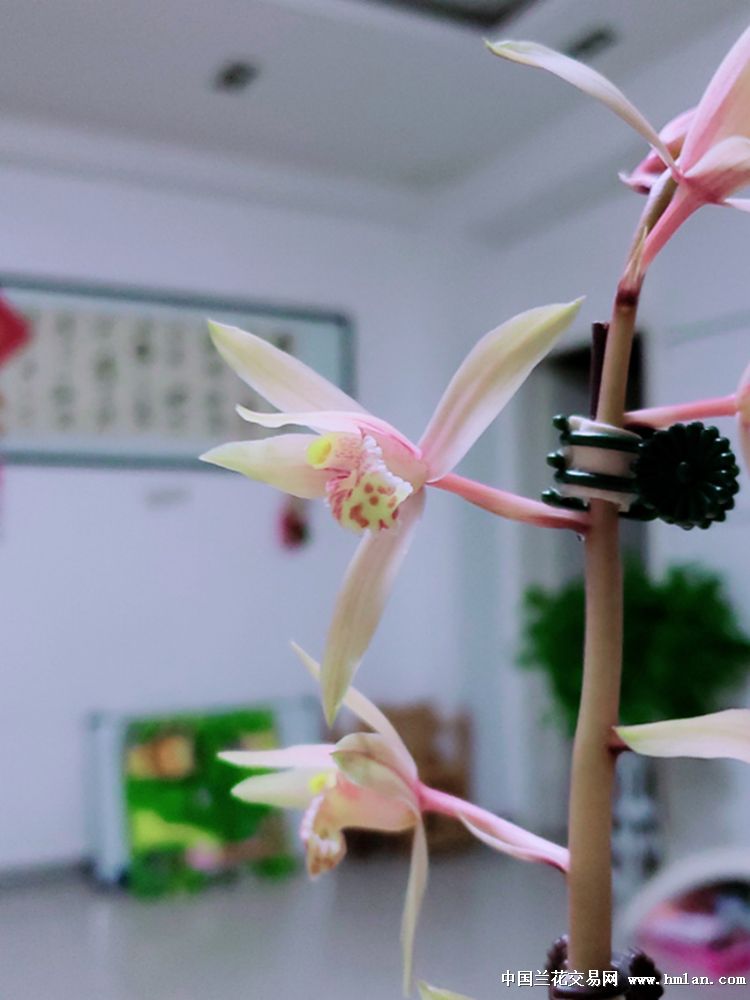 西秦岭蕙兰红香妃"玉妃仙子"2019年开品