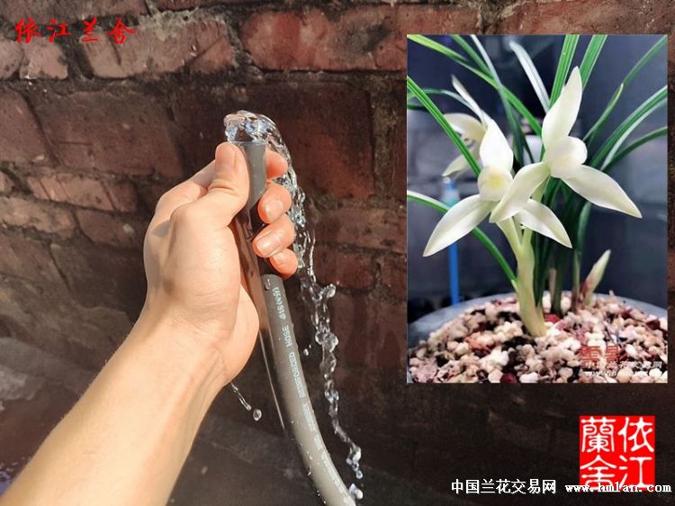 防冻牛筋管pvc透明管绿管 黑管 无毒 - 中国兰花交易网