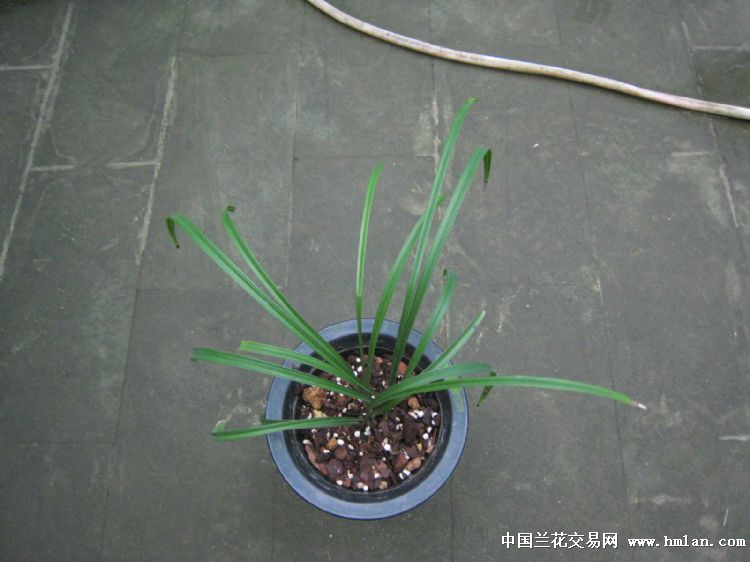 春兰奇花乌蒙雄狮3苗