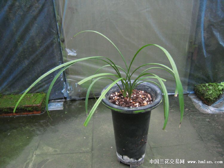 春兰奇花乌蒙雄狮3苗