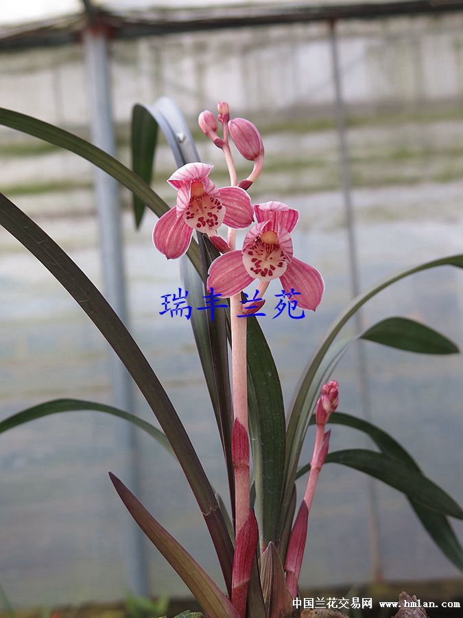 带4杆花建兰--红草红荷266(特壮4苗)本园开品