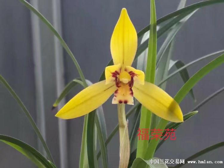 金凤凰 - 中国兰花交易网