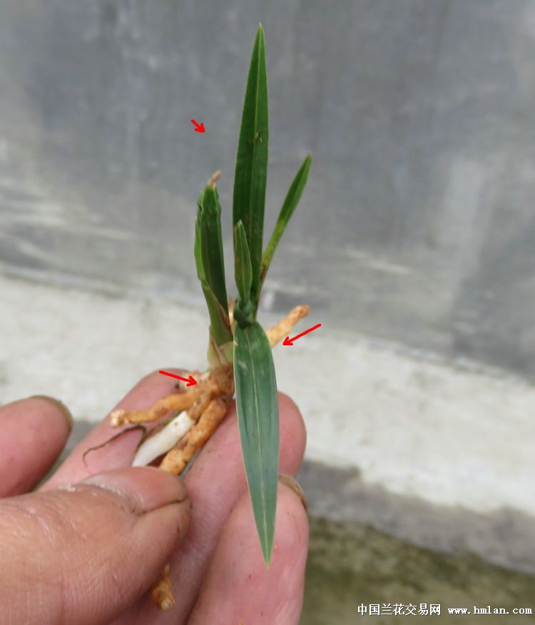 龙草矮草