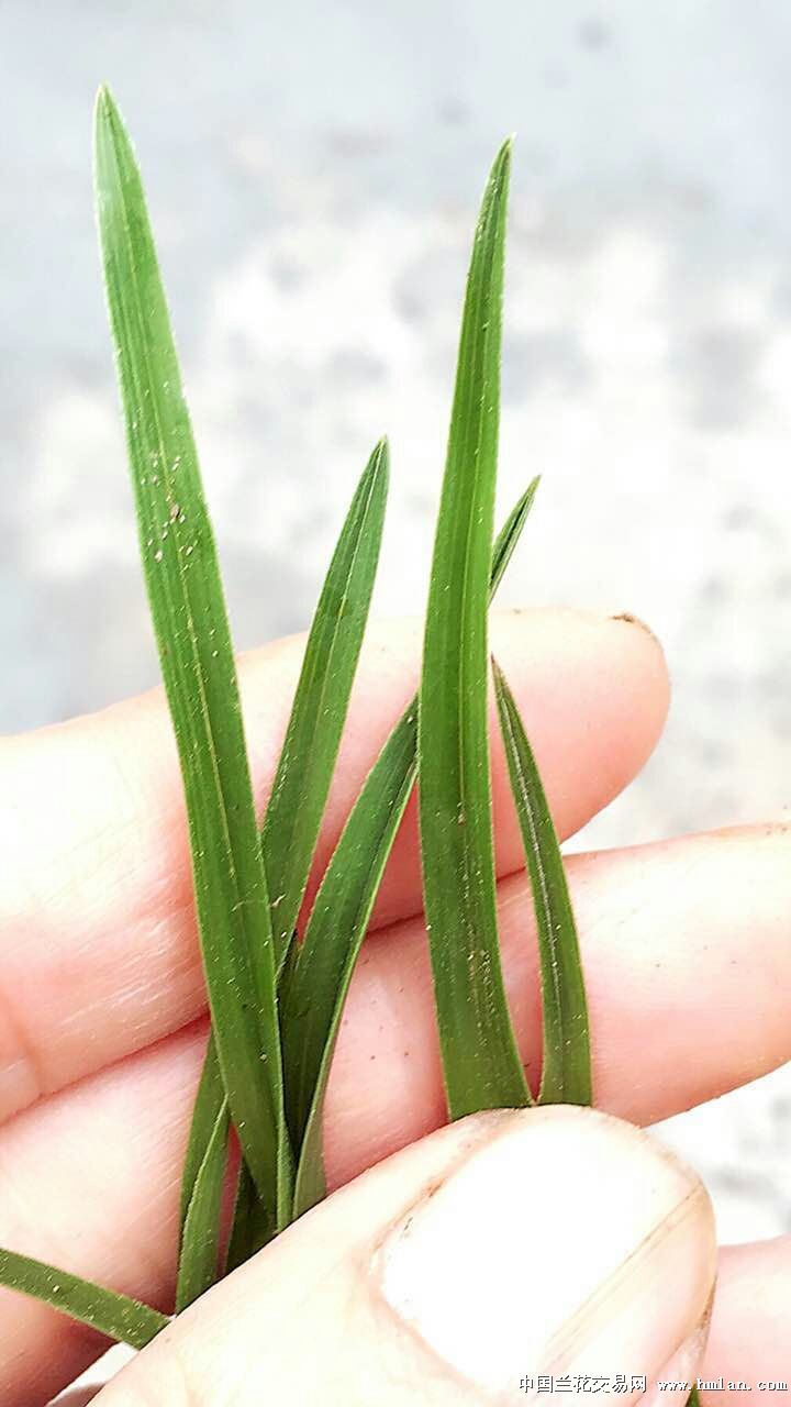 刚下山带蕙兰矮种蛤蟆皮-3苗带芽特价 - 兰花