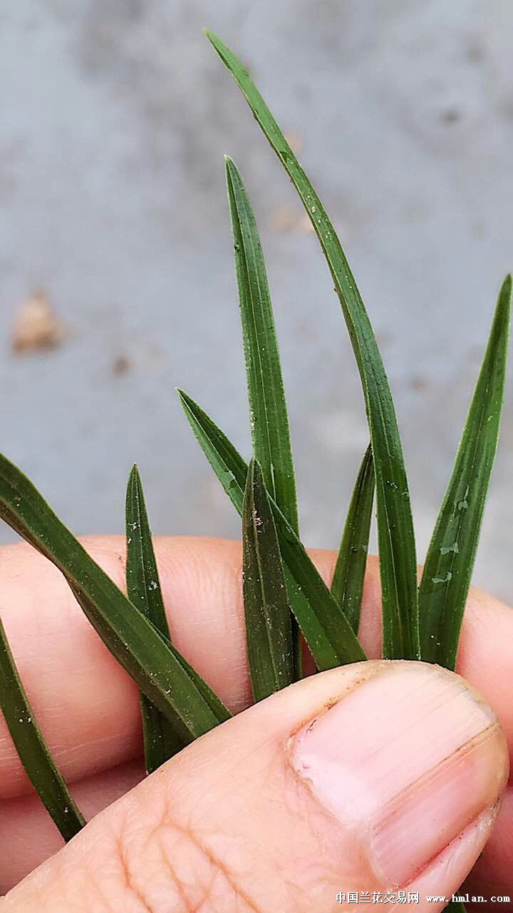 刚下山带蕙兰矮种蛤蟆皮-3苗带芽特价 - 兰花