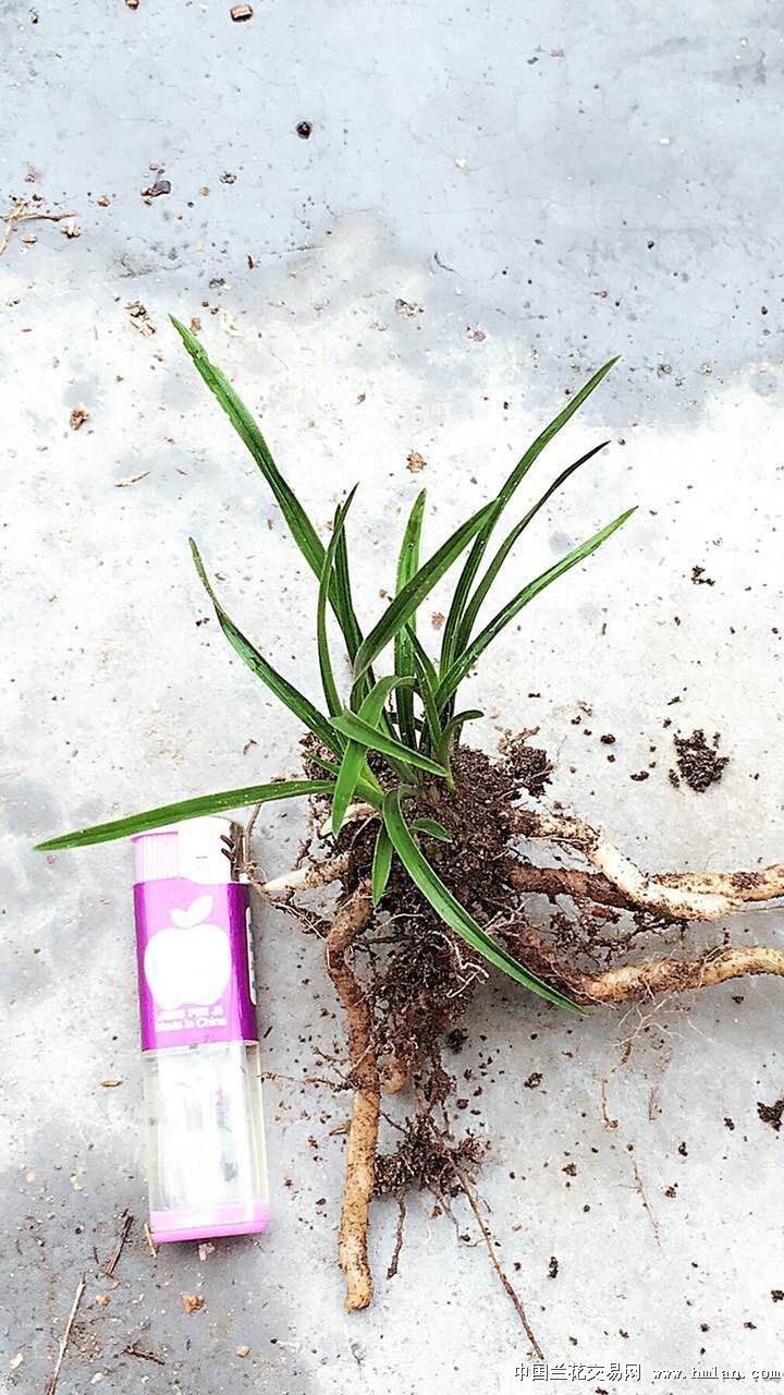 刚下山带龙根蕙兰矮种蛤蟆皮-3苗带芽特价        蕙兰矮种;带龙根草