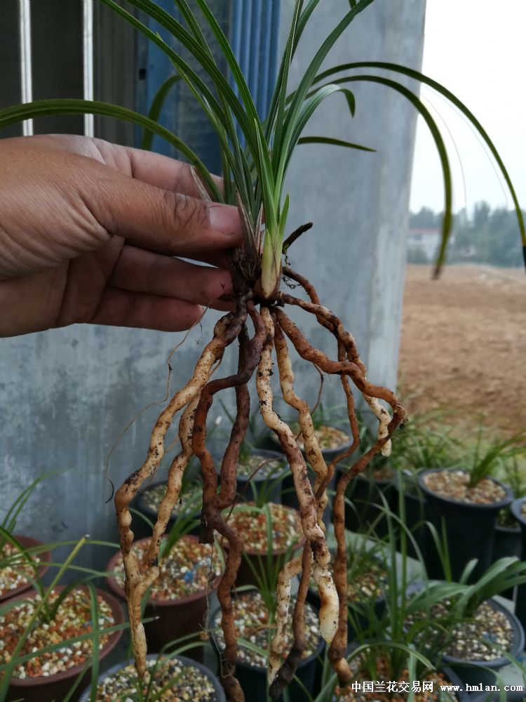 碧血丹心没来花,切-蕙兰篇-中国兰花交易网社区