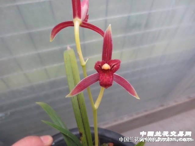 学元红素【1头1新苗很漂亮】