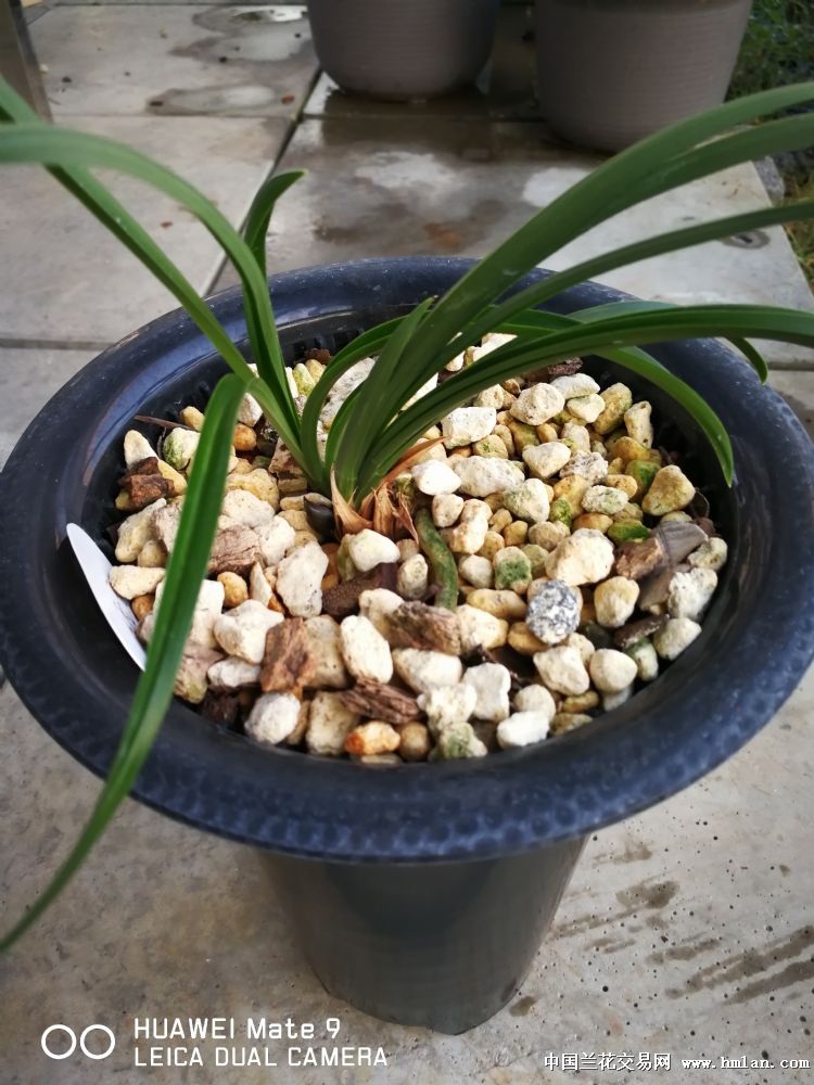 控根盆好吗?让事实来说话!-种养心得-中国兰花