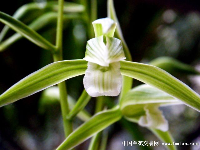 请欣赏细叶寒兰素花