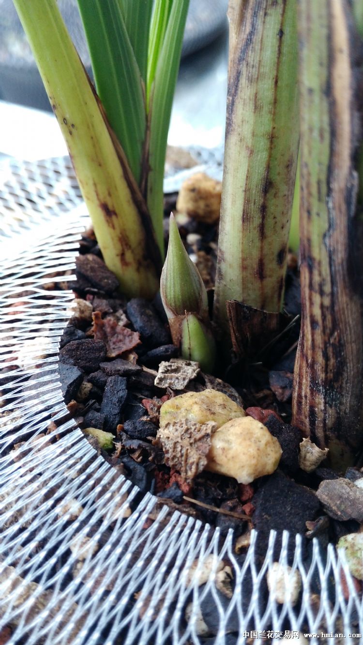 4月份**的蕙兰黄花,今天居然看见有花芽了!